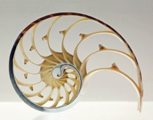 fractal in snail shell